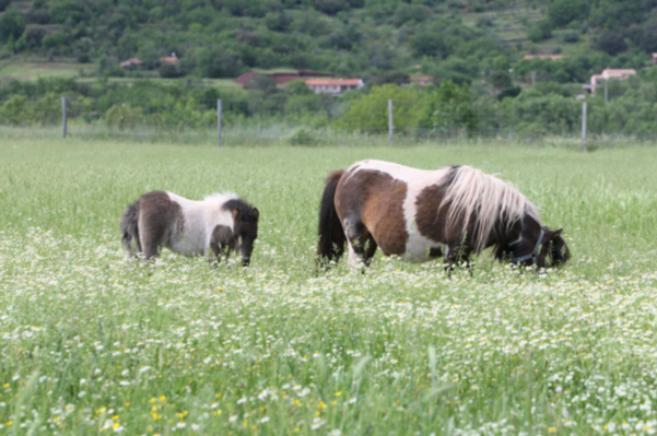 Identification génétique chevaux