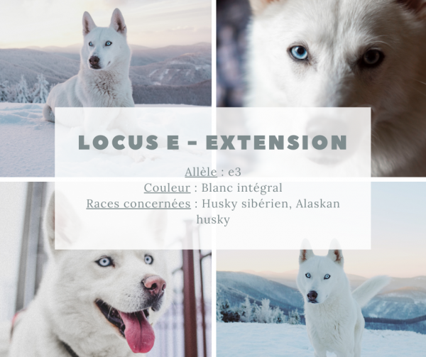 Locus E - Extension