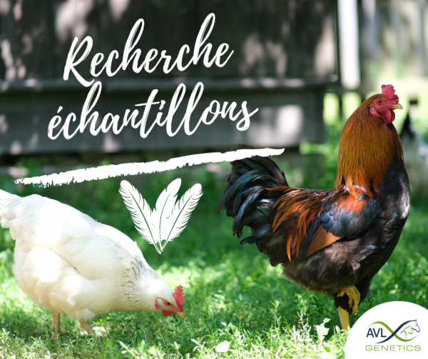 Recherche d'échantillons de plumes d'oiseaux