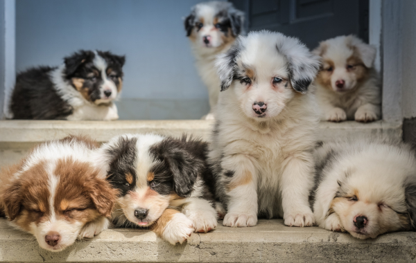 chiots berger australien couleur merle rouge noir