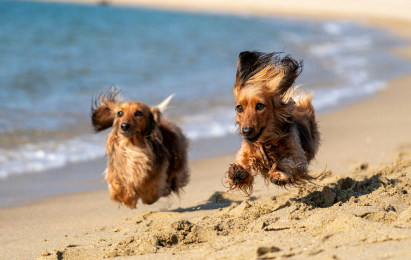 chiens teckels fauve agouti