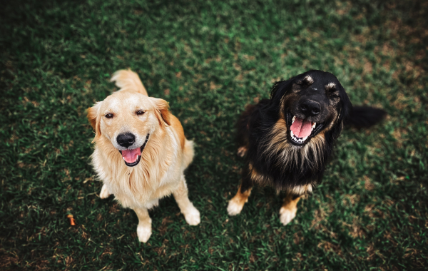 chiens couleur sable bicolore noir et feu analyse génétique